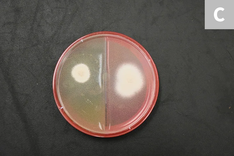 Two round white colonies growing on either side of a split agar plate.
