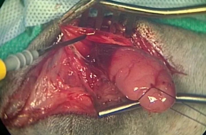 Close-up of stay suture retracting salivary gland from its incised capsule.