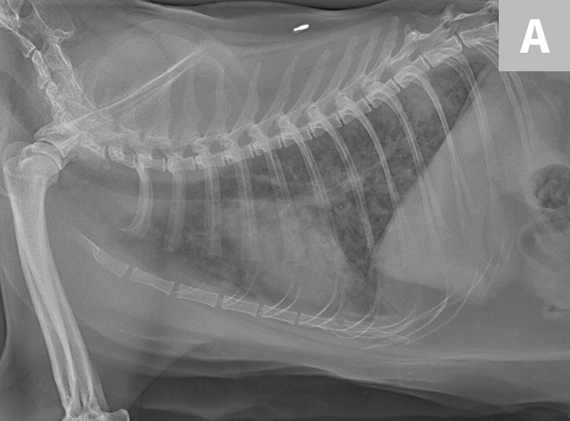 Lameness & Osteomyelitis in a Cat Clinician's Brief