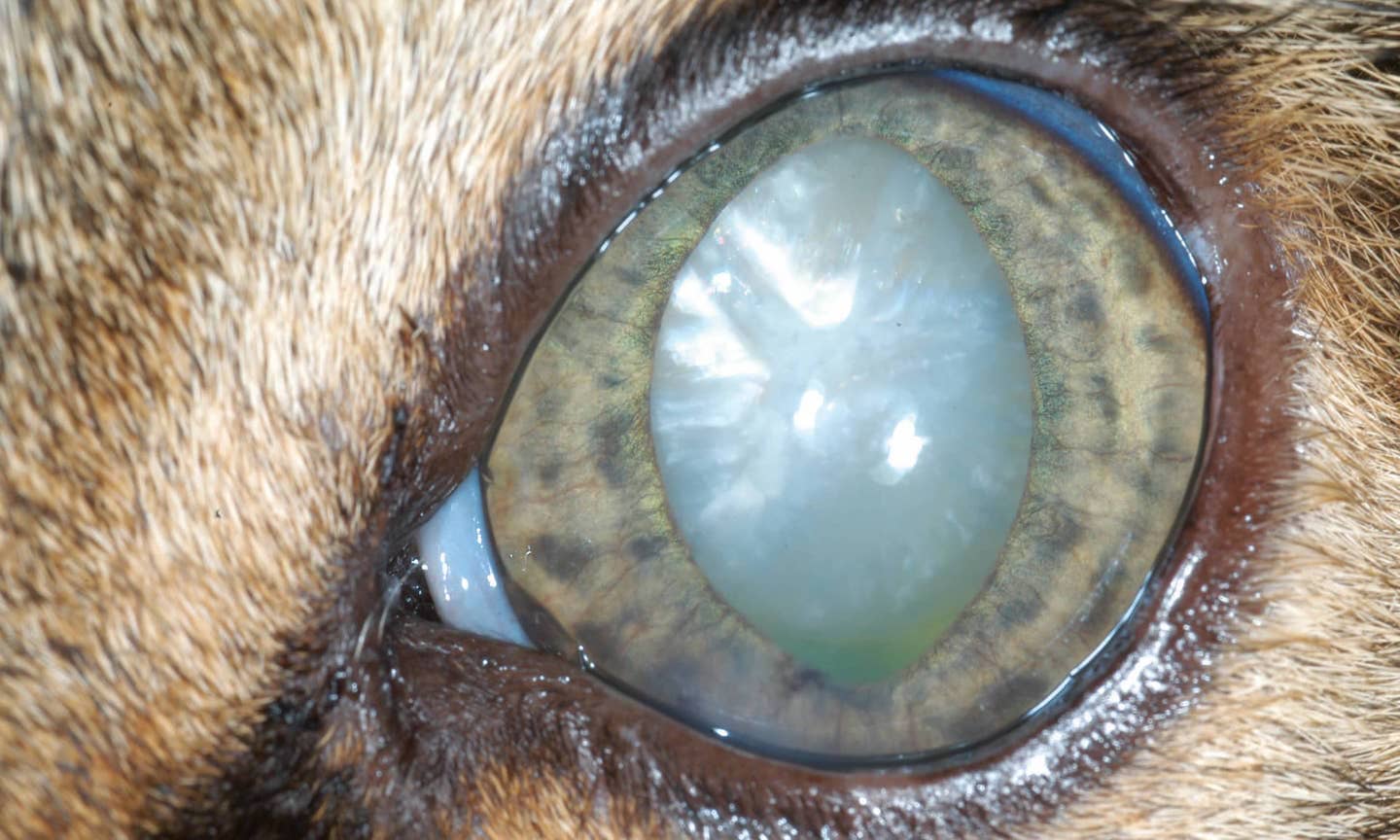 Cat shop cataracts treatment