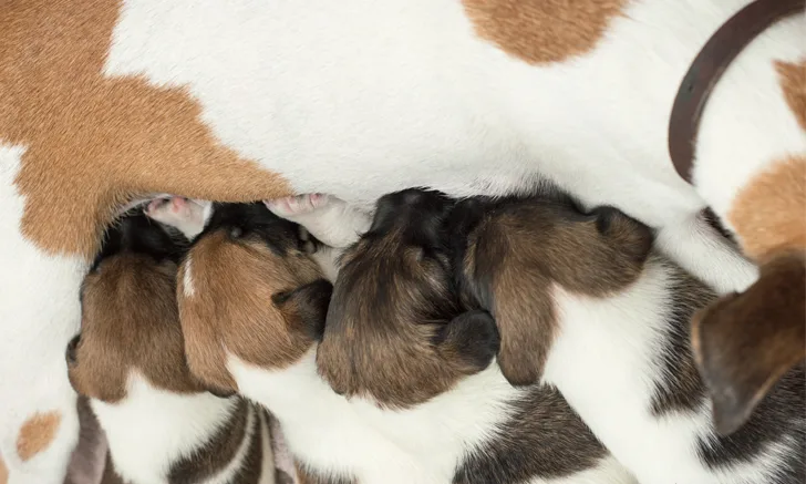 Puppies nursing from their mother