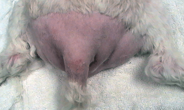 perineal hernia canine