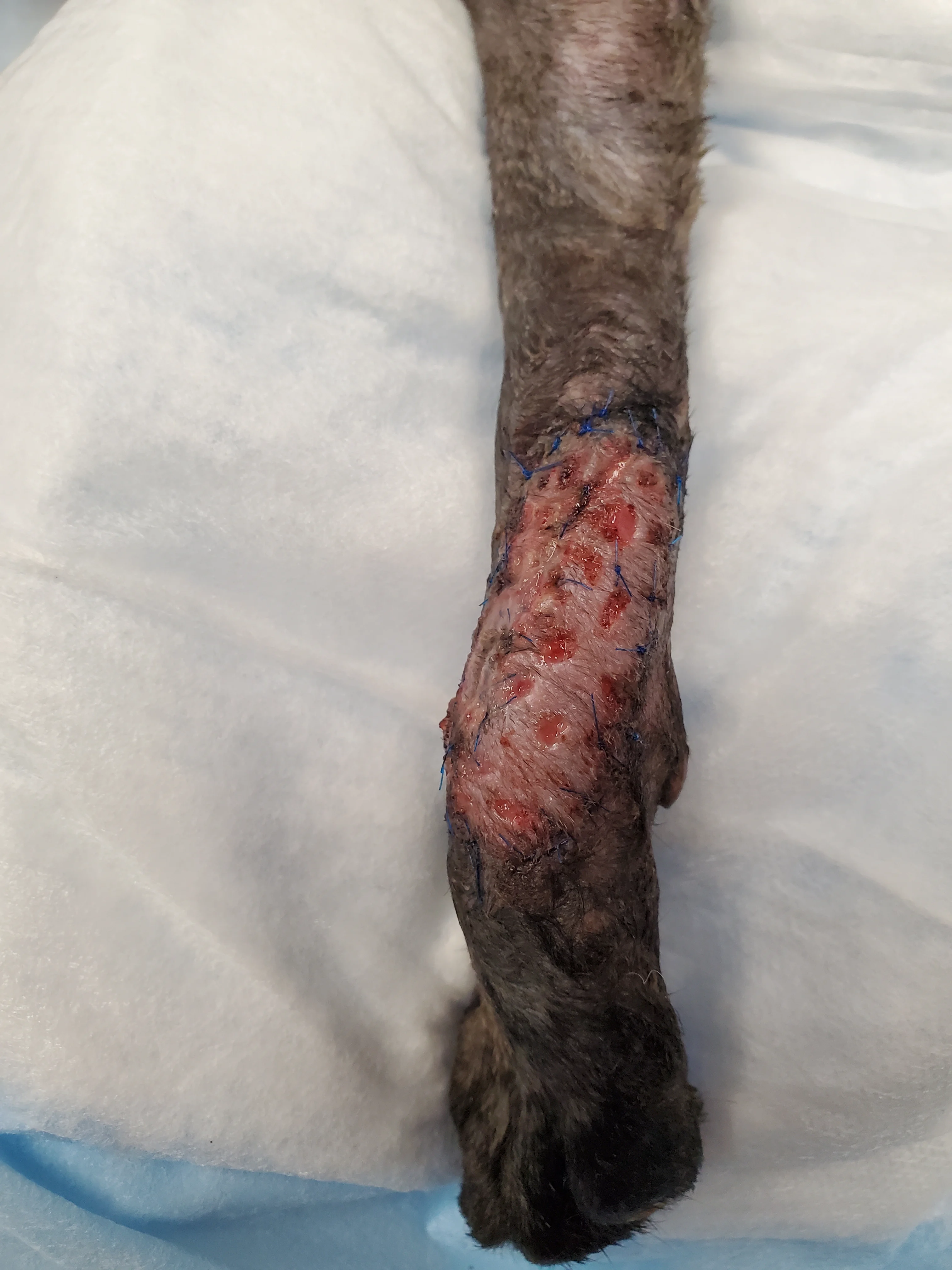 Left carpal wound, post skin graft.