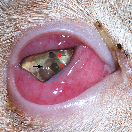 Conjunctivitis in clearance cats treatment