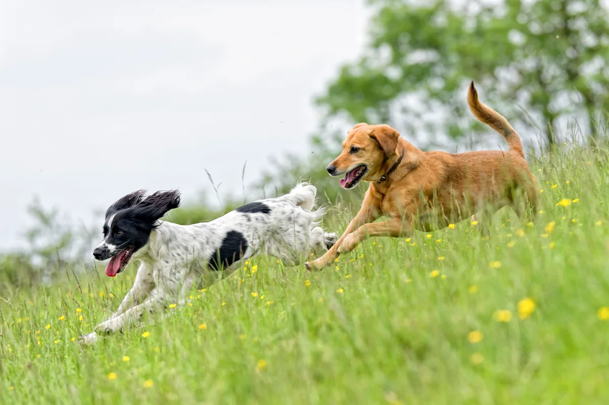 Two dogs, a black and white spaniel and a golden retriever, are joyfully running through a grassy field dotted with yellow wildflowers. The spaniel has its ears flapping in the wind, while the retriever appears to be playfully chasing alongside.