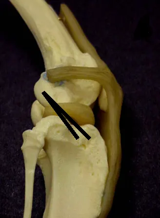 selected slide image