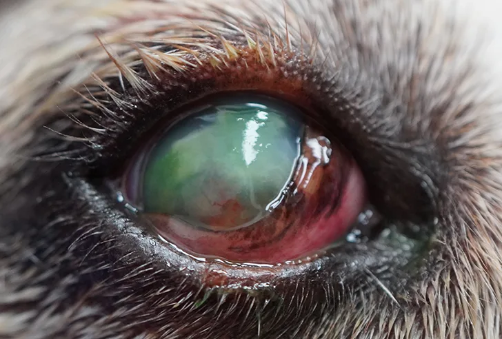 Close-up of dog’s eye with irregular diffuse green staining covering most of cornea.