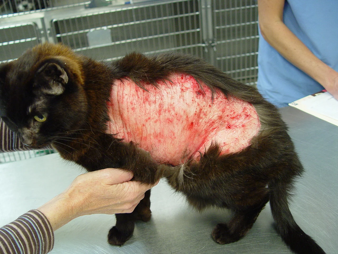 Cat with extensive loss of skin over entire left torso.