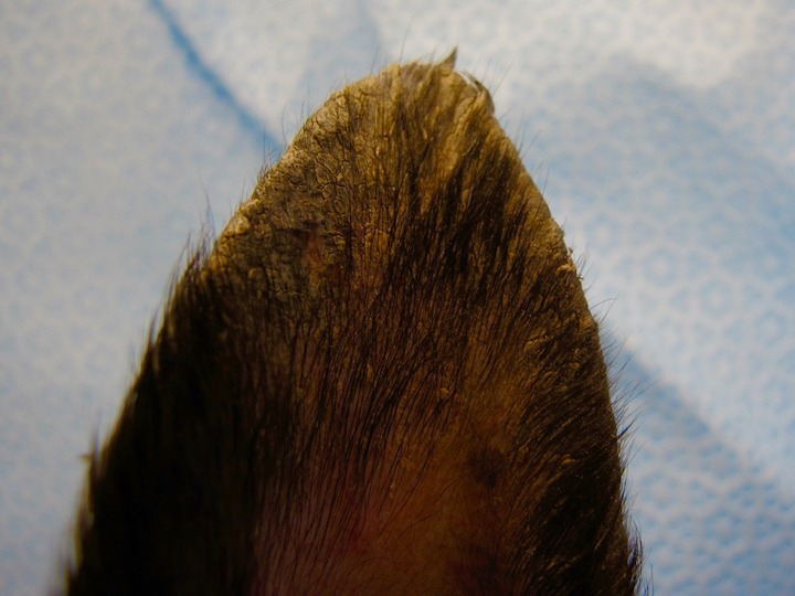 Clinical Image What Condition Is Affecting This Dog’s Pinna?