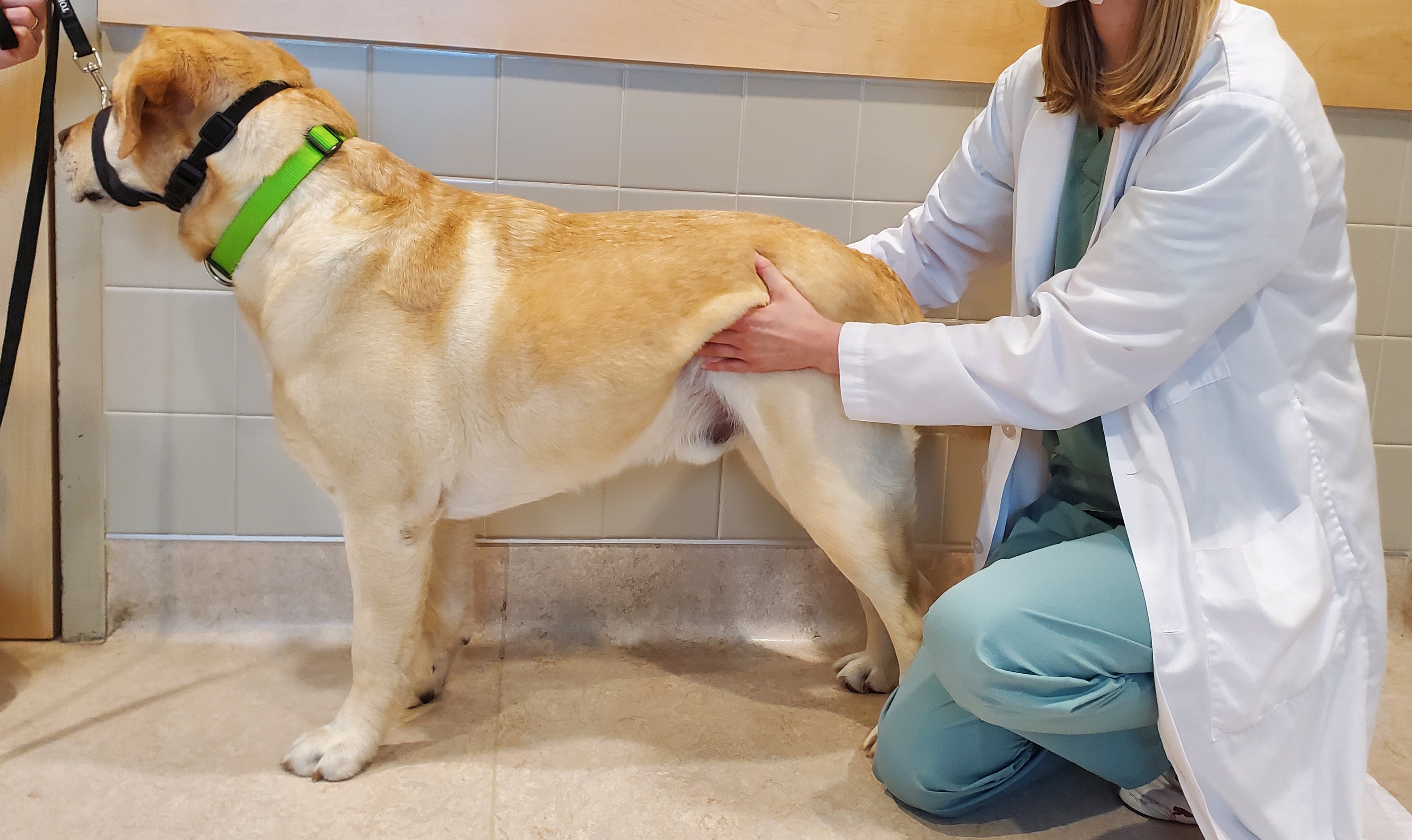 abdominal-palpation-in-dogs-cats-clinician-s-brief