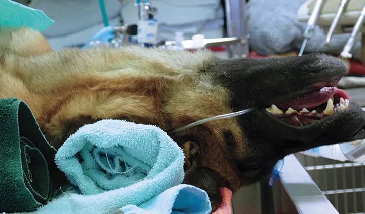 Head of anesthetized German shepherd dog positioned dorsally