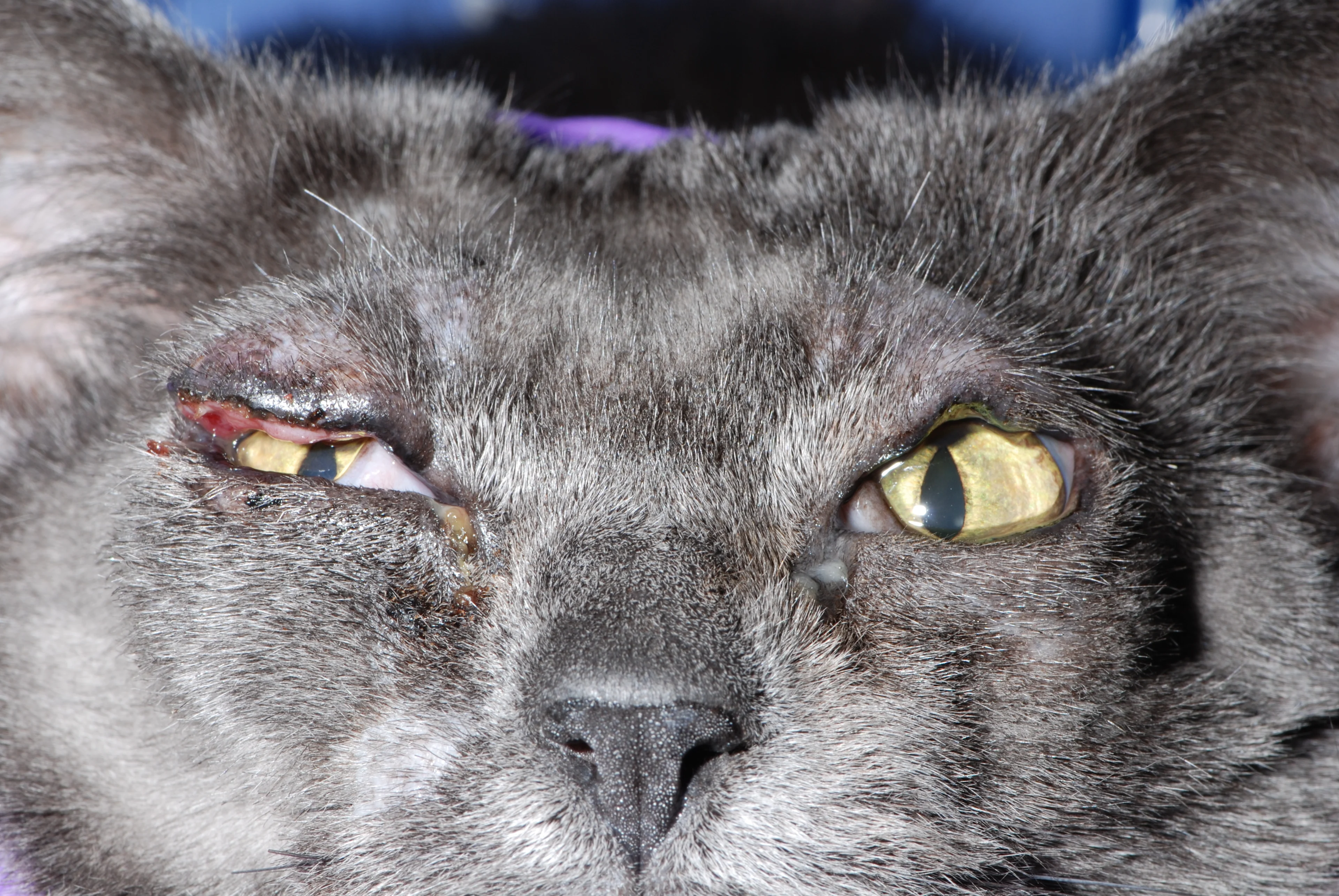 A feline patient’s ocular region showing eyelid swelling and irregular eyelid margins. 