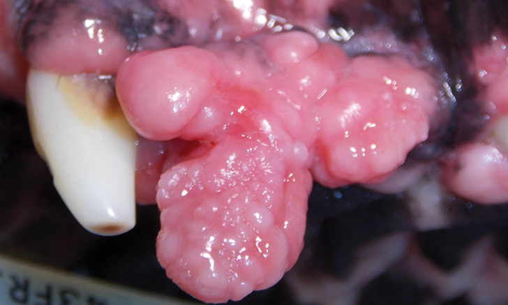 gingival hyperplasia in dogs