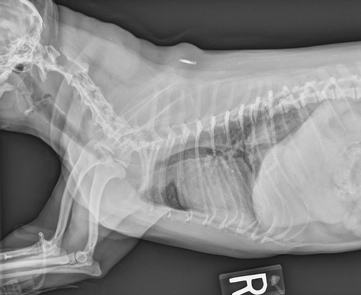 Medication for tracheal collapse clearance in dogs