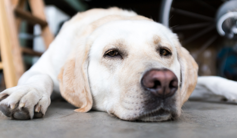 Increased Liver Enzymes in Dogs: ALT