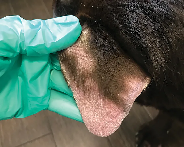 Gloved hand holding dog ear with extensive hair loss and scaly skin on dorsal aspect of pinna.