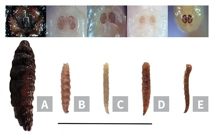 selected slide image