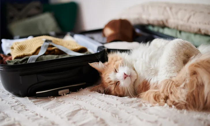 cat sleeping next to a packed suitcase