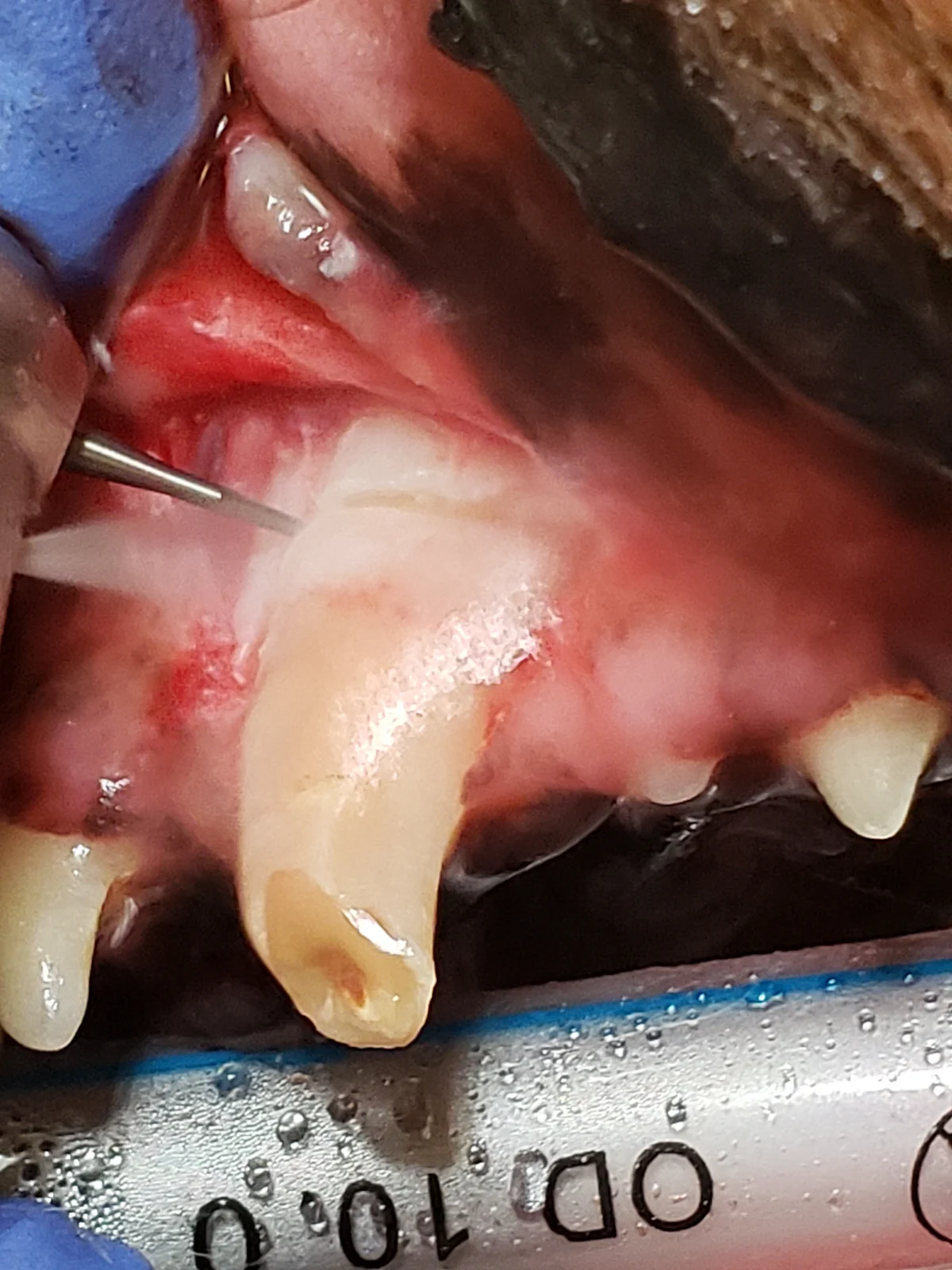 Dental bur cutting across bone overlying canine tooth root from distal to mesial sides of tooth.