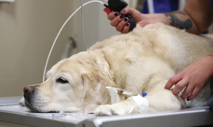 Dog with peripheral IV line in place lying in ventral recumbency on an exam table.