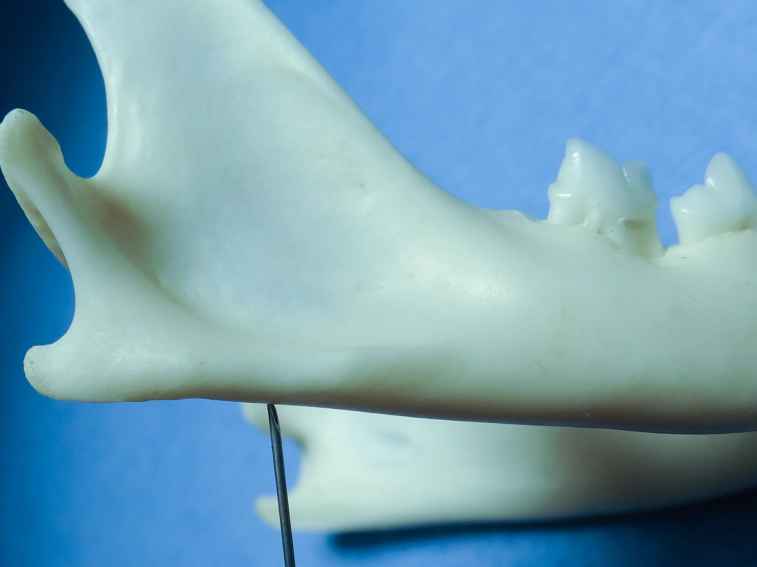 Lateral and medial photos of a feline mandible showing the location of needle insertion for a caudal mandibular nerve block.