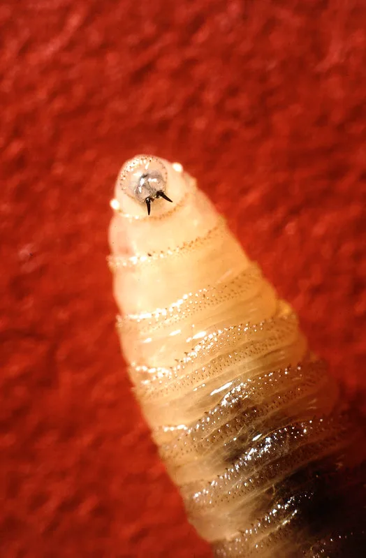 New World screwworm larva
