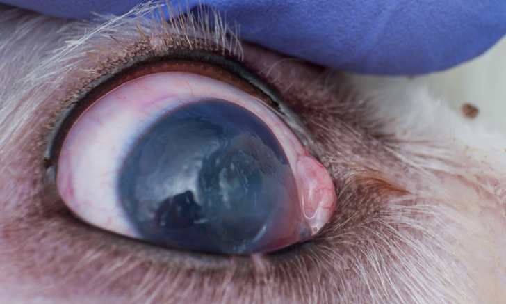 Cat eye shop ulcer treatment