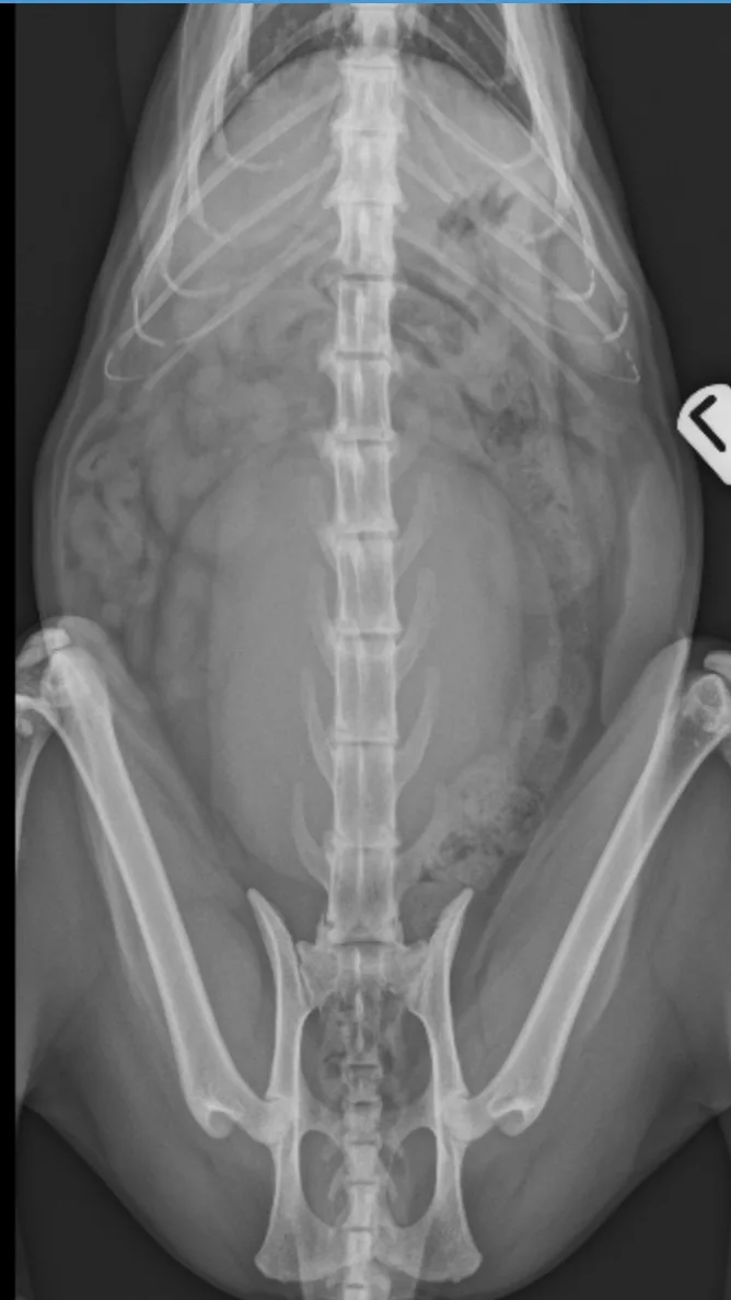 Two-view abdominal radiographs in a cat showing a large, distended bladder.