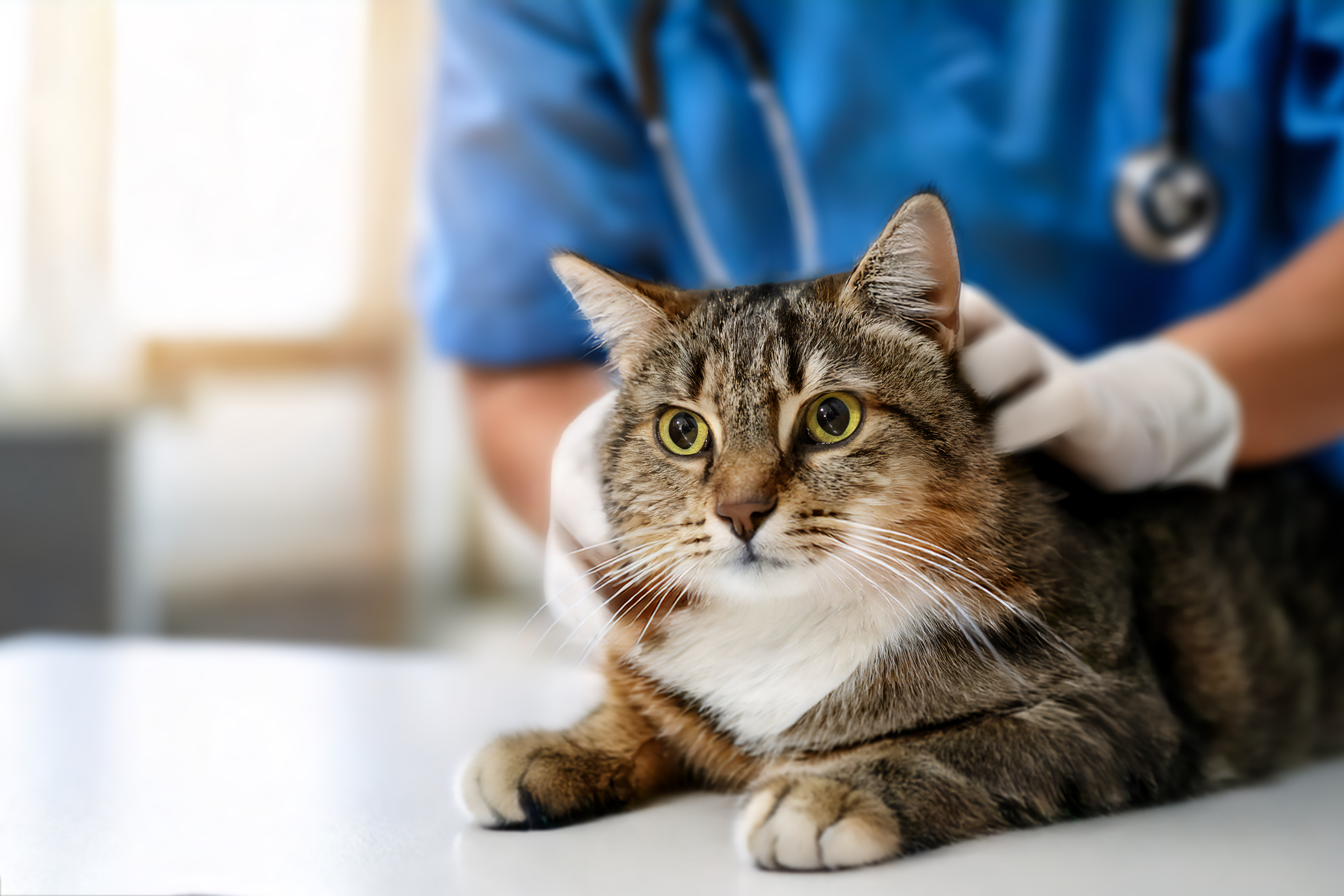 Your Go-To Resource for Veterinary Essentials & Insights