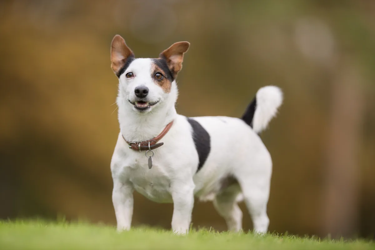 A small, tri-colored dog stands on a grassy area, looking directly at the camera with a friendly expression. The dog has a white coat with black and brown patches, and is wearing a brown collar with a tag, set against a blurred natural background.