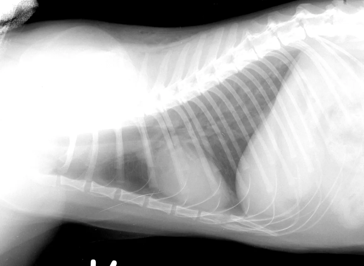 selected slide image