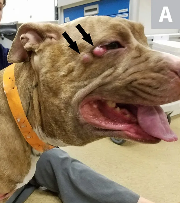 selected slide image