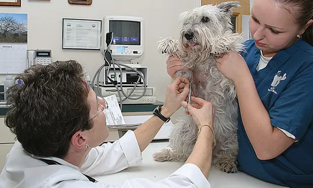 A veterinarian administers an injection to a small, fluffy dog while a veterinary technician holds the dog steady in a clinical examination room. Medical equipment is visible in the background, indicating a veterinary practice setting.