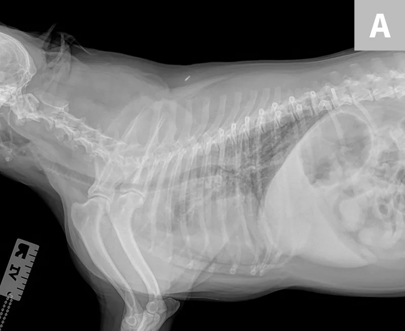 selected slide image