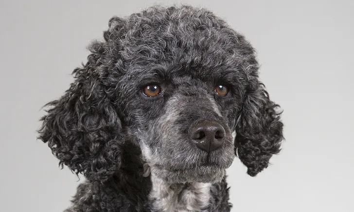 A close-up portrait of a gray poodle with a curly coat, featuring a focused expression and bright brown eyes. The background is neutral, emphasizing the dog's facial features and texture of the fur, suitable for veterinary education purposes.