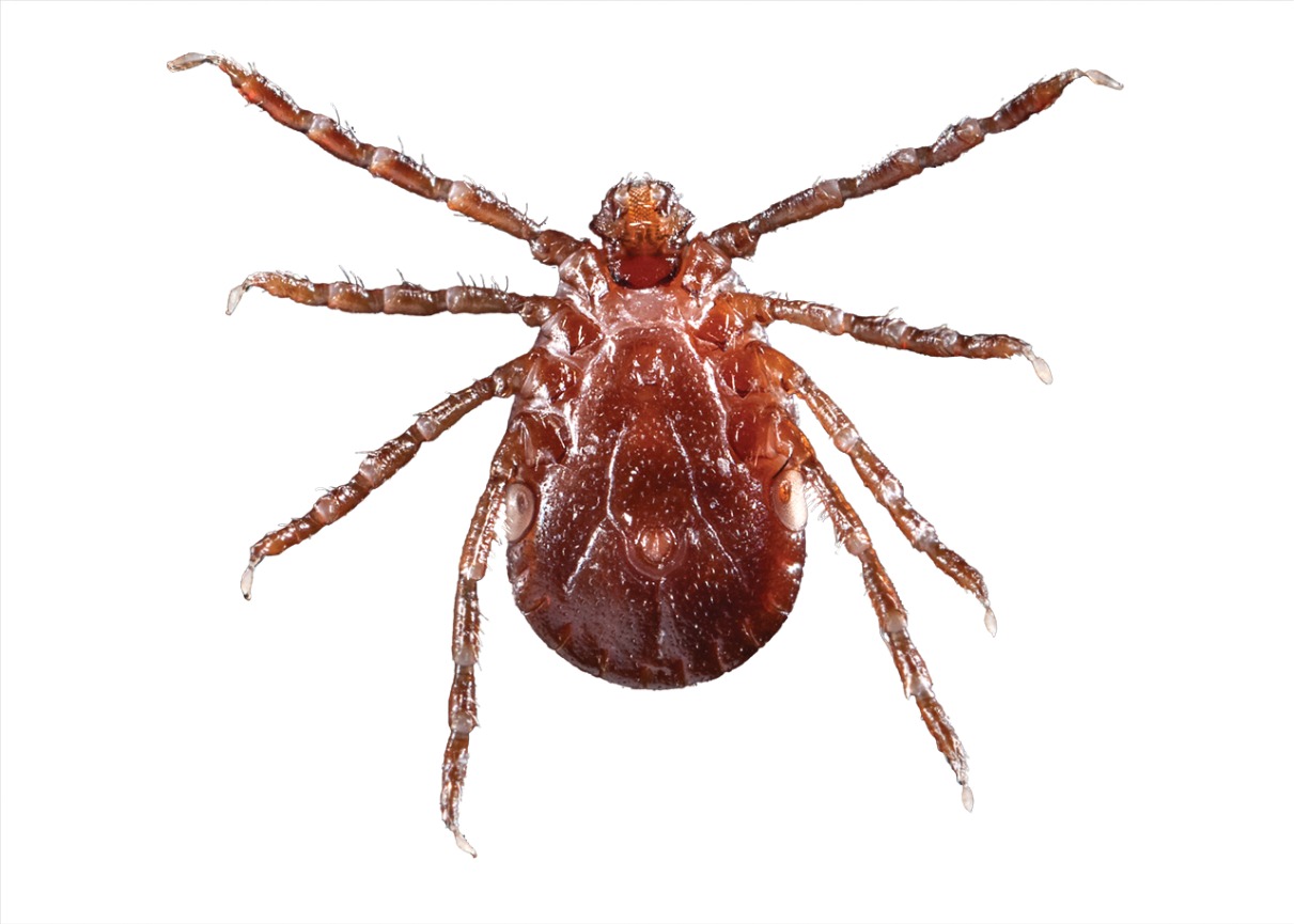 Clinical Image: What Species Of Tick Is This?