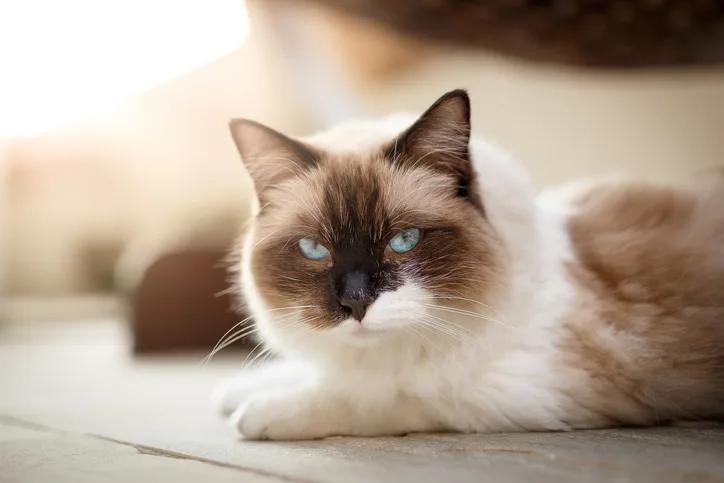 Ragdoll cat sitting on the floor staring into the camera.