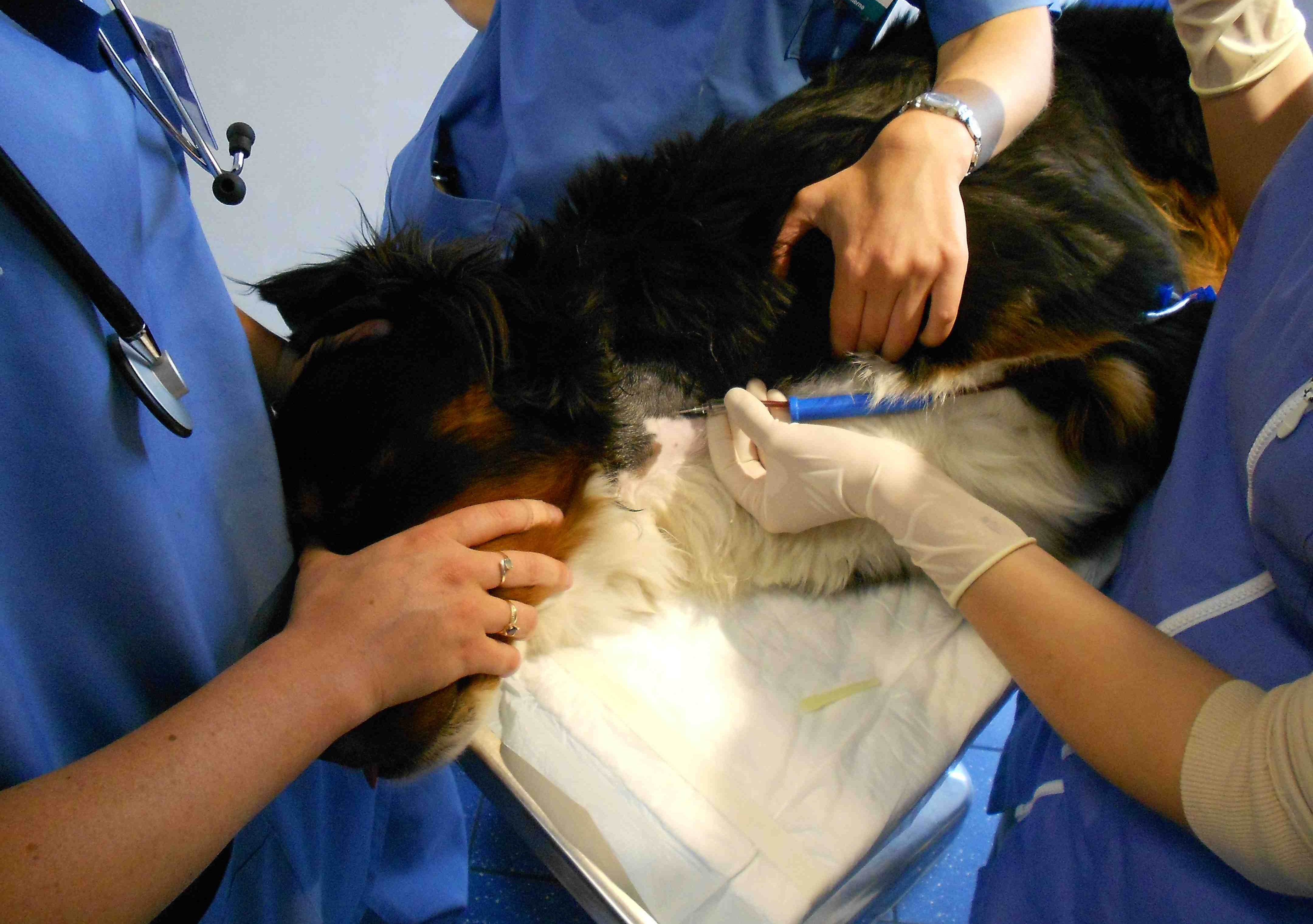 blood-transfusion-in-dogs-clinician-s-brief