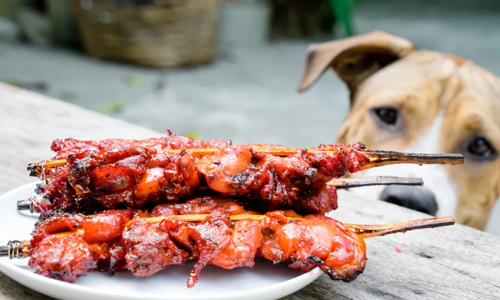 dog looking at meat on wooden kebab skewers