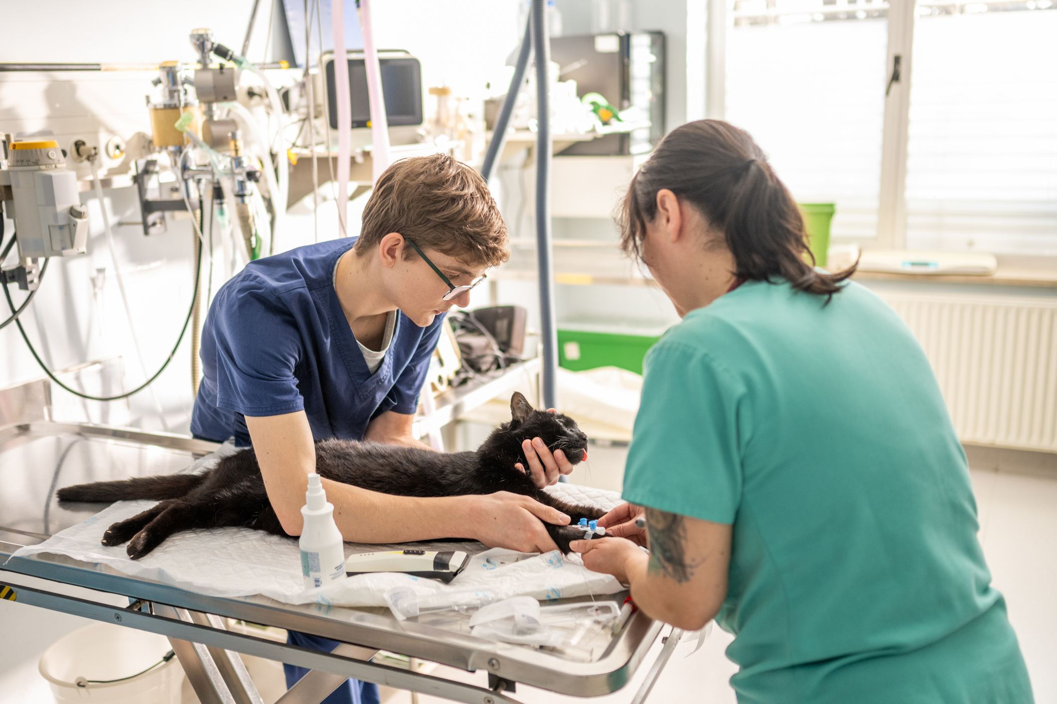 Your Go-To Resource for Veterinary Essentials & Insights