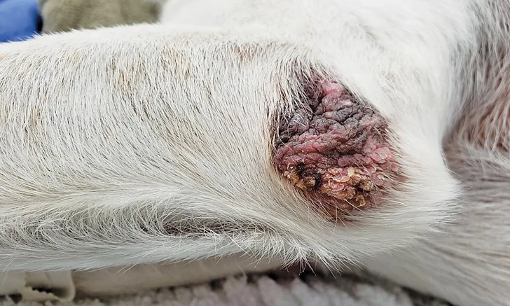 A hygroma on a dog’s left lateral elbow.