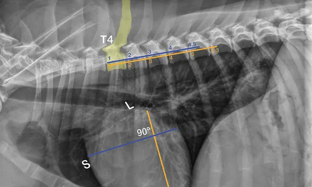 A lateral thoracic radiograph of a normal dog with measurements added to evaluate heart size compared to the thoracic vertebrae.