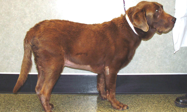 Prognosis of cushing's disease in clearance dogs