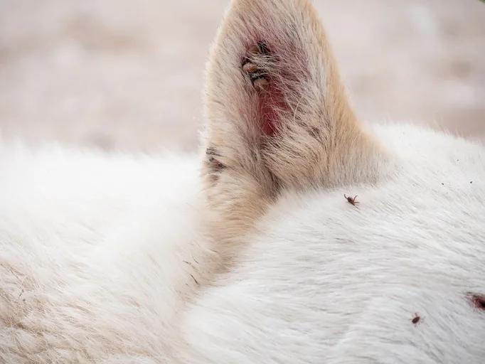 Ticks on the fur of a white dog.