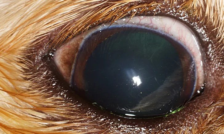 A close-up view of a dog's eye, highlighting the cornea and pupil, which appears dilated and reflective. The surrounding fur is visible, and there are subtle blood vessels in the sclera, indicating potential irritation or underlying health issues.