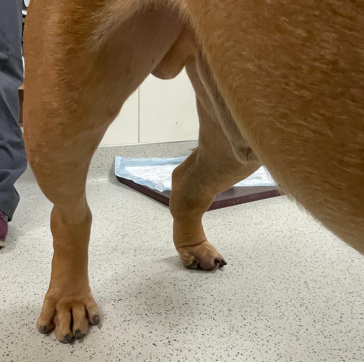 Frontal view of a dog's hindlimbs showing swelling of the left tarsus and third digit as compared to right limb.