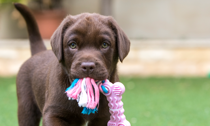 Clicker Training for Shelter Puppies