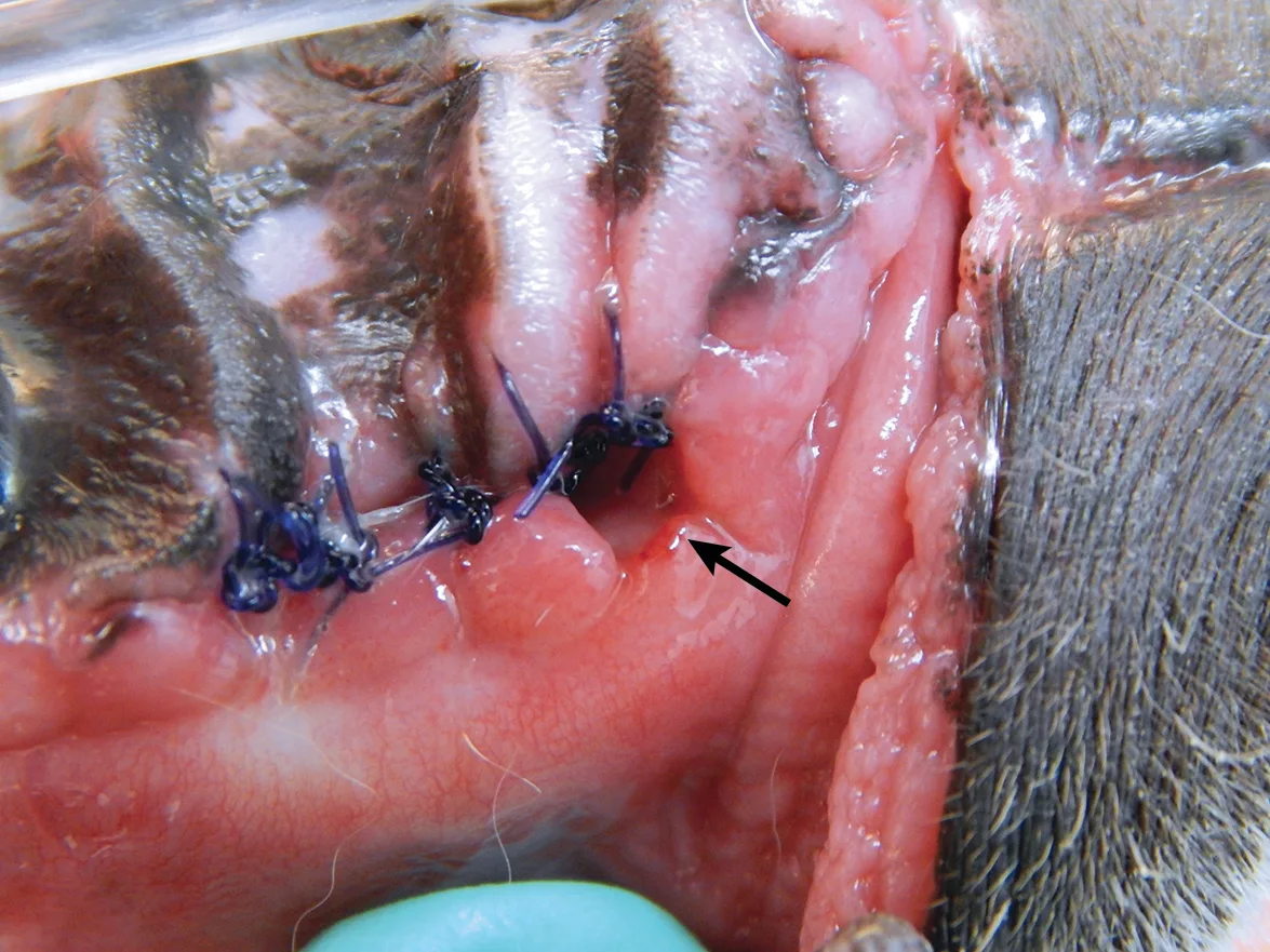 Close-ups of two canine patients’ oral cavities showing poorly healed extraction sites and oronasal fistulas.