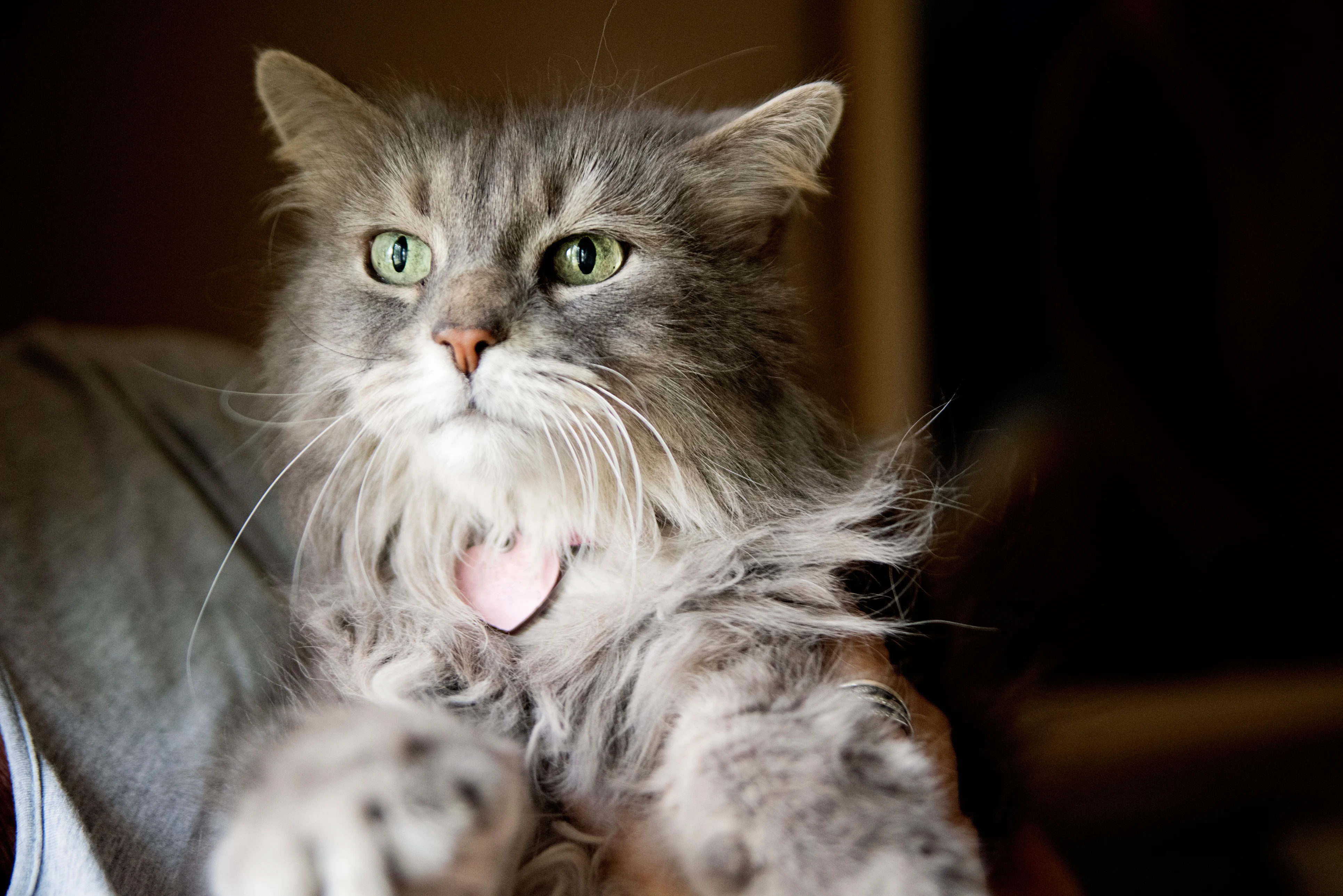 A person holds a fluffy gray cat with striking green eyes, showcasing its long fur and a pink collar with a tag. The background is softly blurred, suggesting an indoor setting, while the cat appears calm and alert.