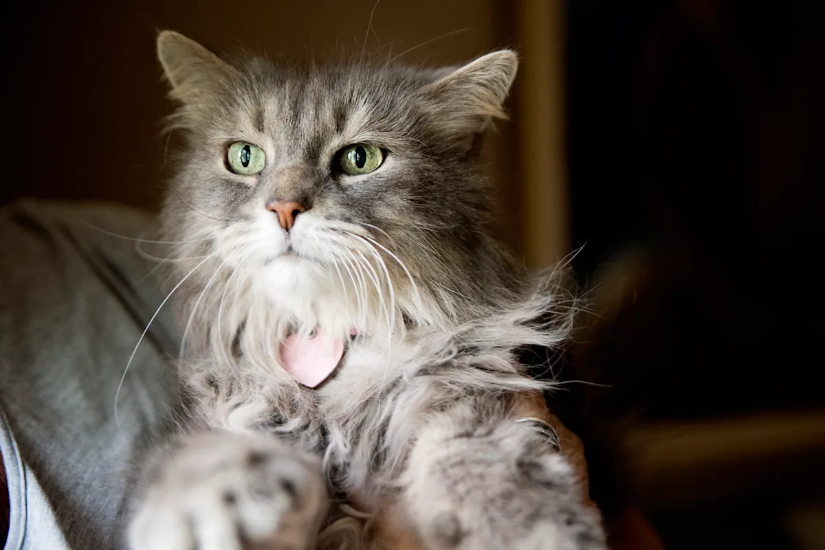 A person holds a fluffy gray cat with striking green eyes, showcasing its long fur and a pink collar with a tag. The background is softly blurred, suggesting an indoor setting, while the cat appears calm and alert.
